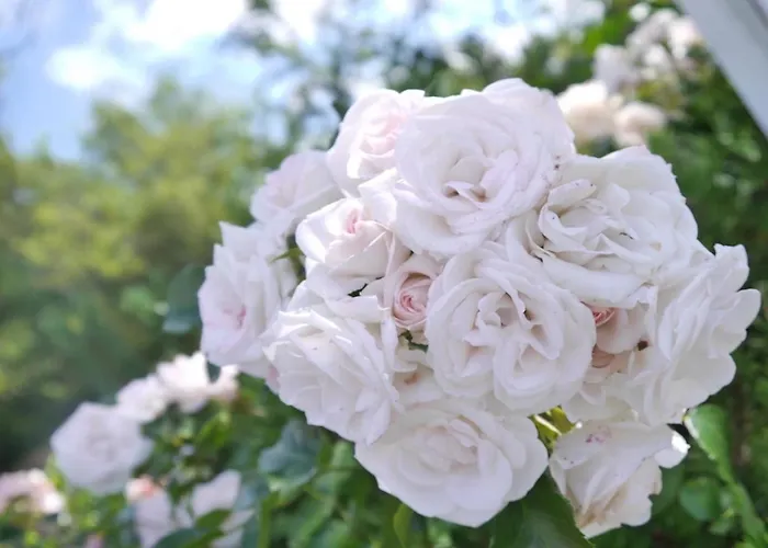 Reetdachhaus Ask Embla Reetdachhaus Ask *